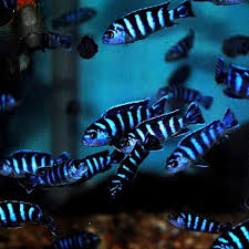 Demasoni Cichlid Indonesia - Affordable, Healthy, Stunning