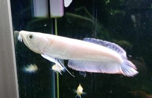 Albino Arowana Indonesia: Rare, Beauty, Prestige