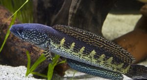 channa auranti gold-spotted variant